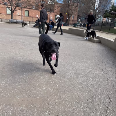 Larrabee Dog Park photo 2